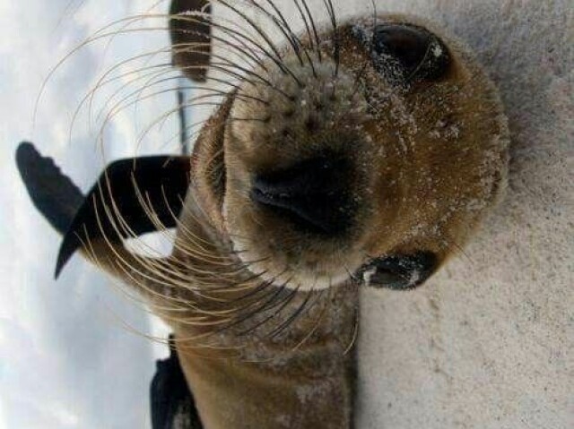 Foca
