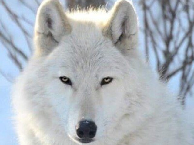 Lobo