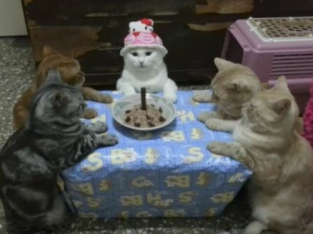 Eu mesma
Sou muito gatona💘