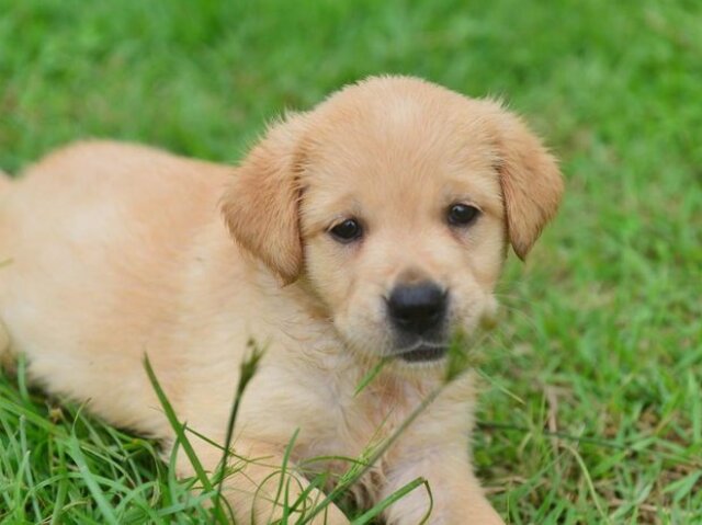 Cão