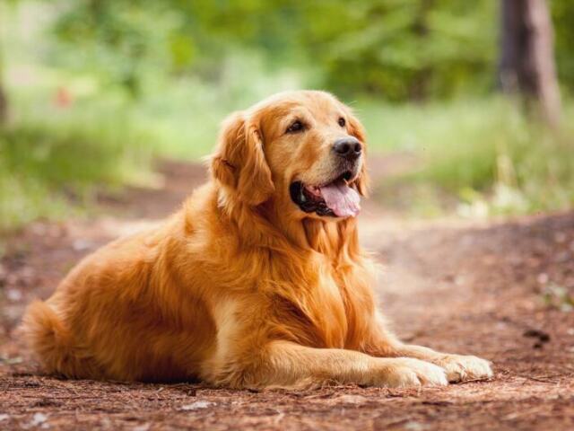 Golden Retriver