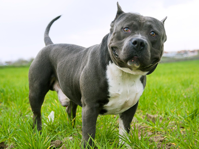 American Bully