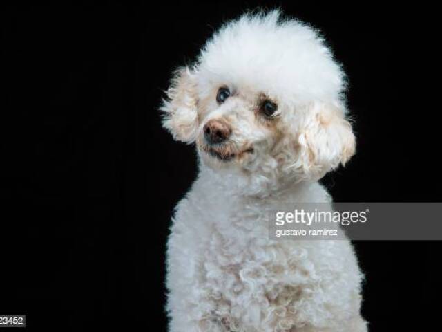 Poodle