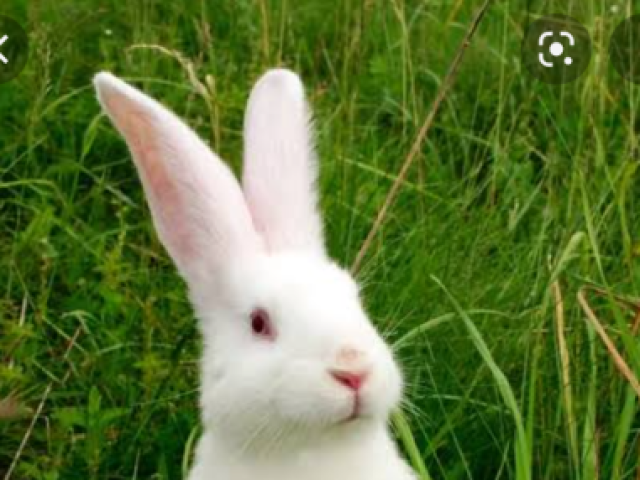 Esse coelhinho fofo🐇