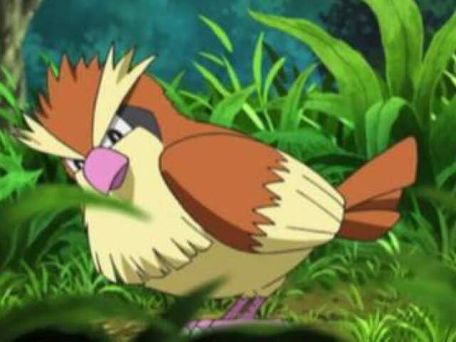 Pidgey