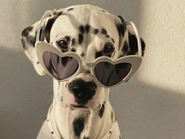 Cachorroβ¨