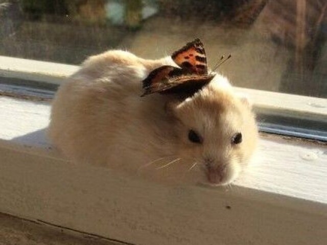 Hamster π₯Ίβ¨β¨