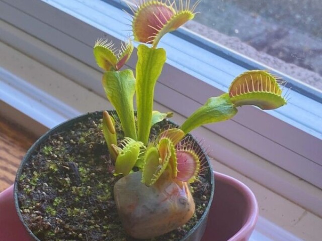 planta carnivora