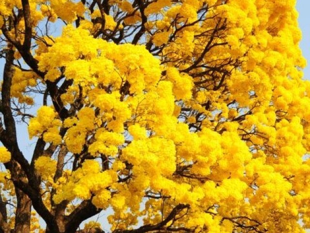 Amarelo