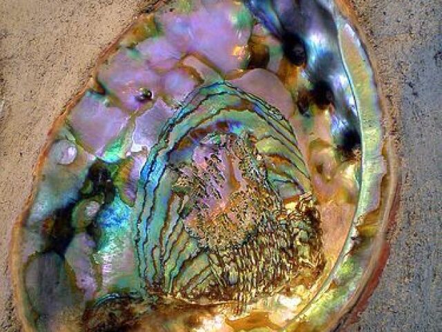 abalone