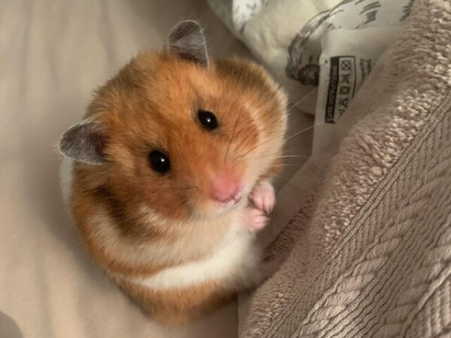 Hamster