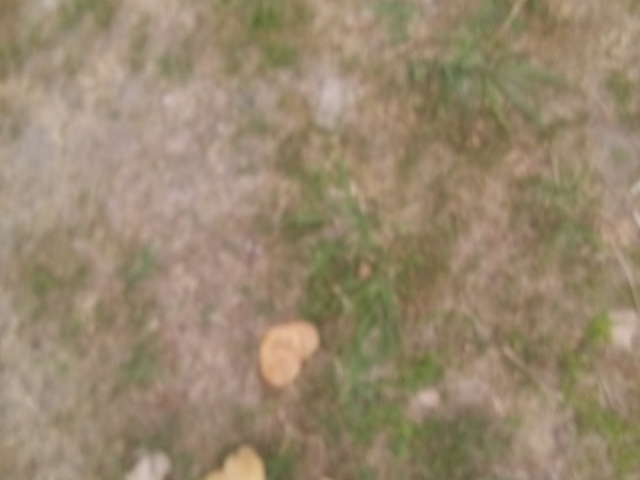 Sem