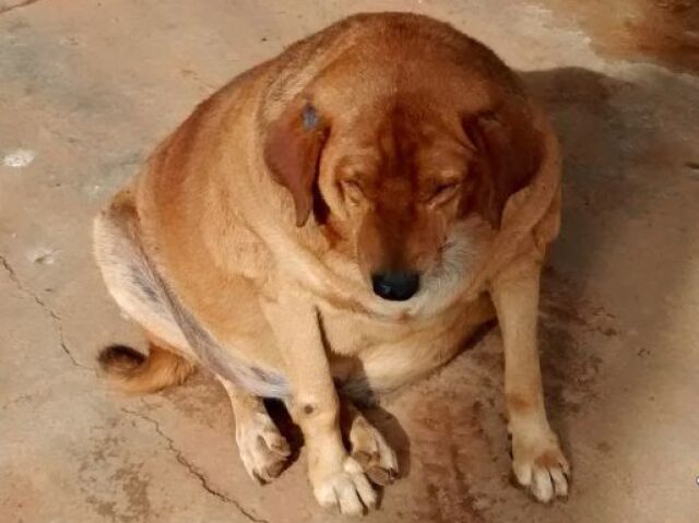 Cachorro velho e obeso que ignora os clientes