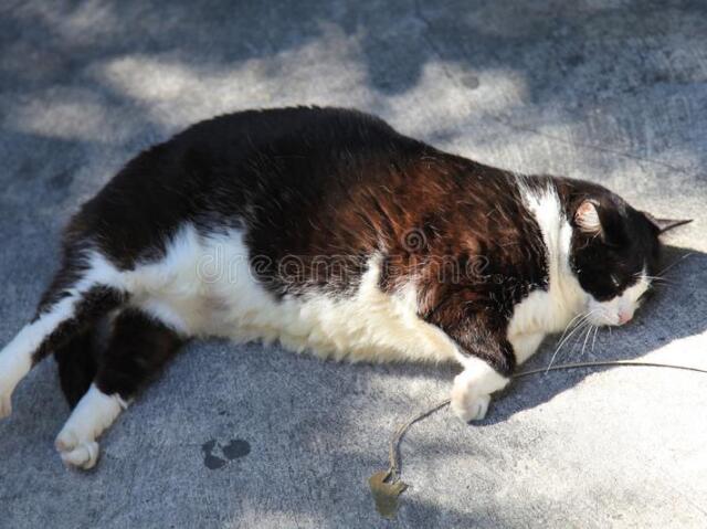 Gato antipático