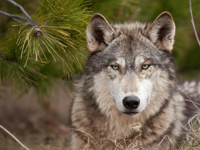 Lobos! Corajosos e belos, como eu!