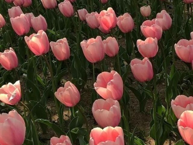 Tulipas