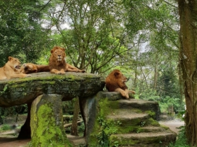 Decidir visitar um zoológico ❤