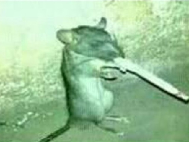 Ratatouille depois das drogas