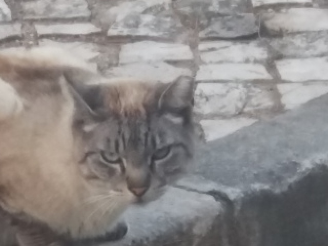 Gato