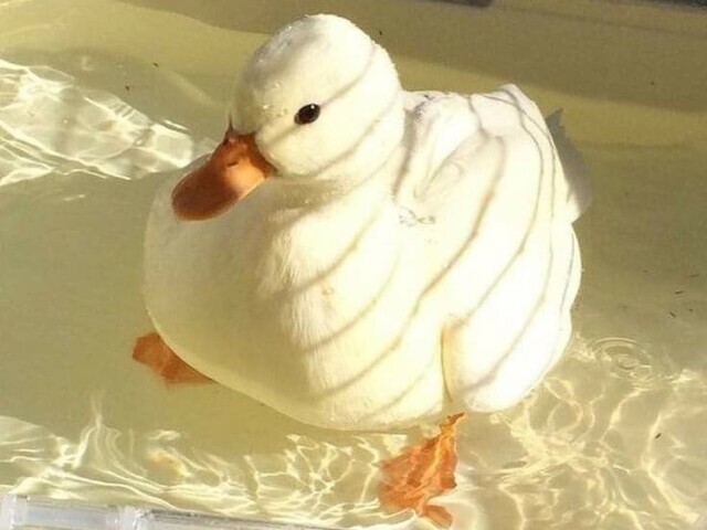 ๐ ๐ฎ๐ฆ ๐ฉ๐๐ญ๐จ