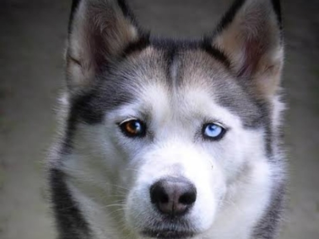 Husky siberiano