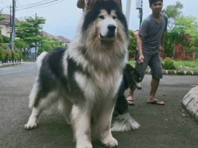 Malamute do alasca
