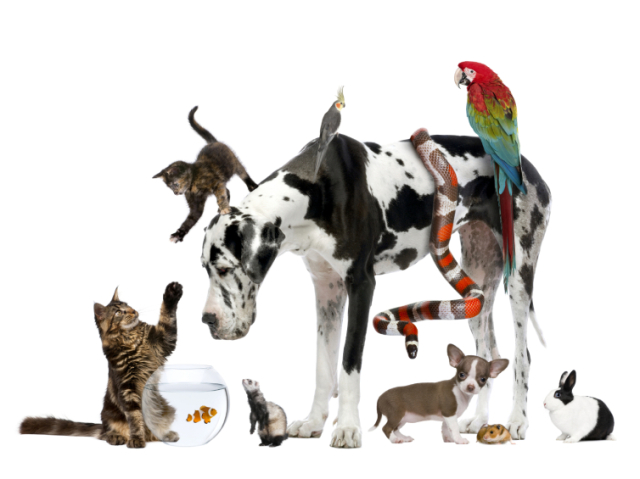 Qual animal você seria?