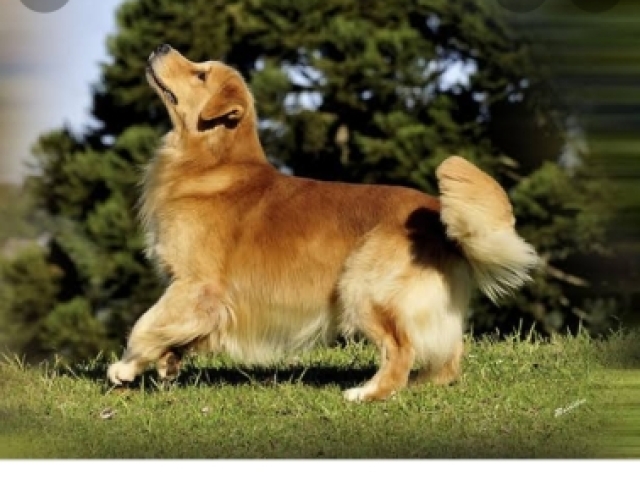 Golden Retriever