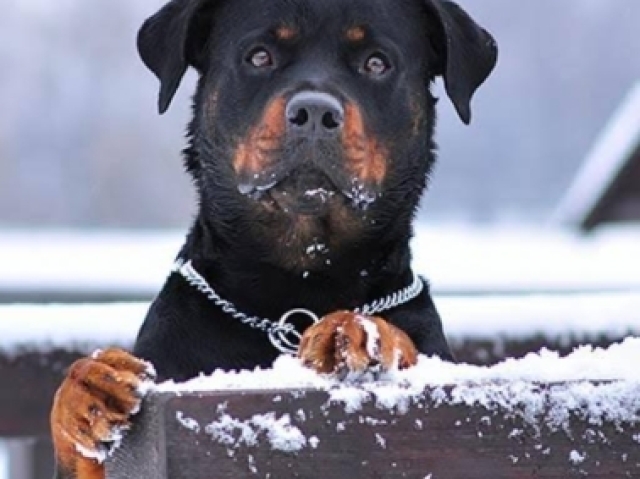 Rottweiler