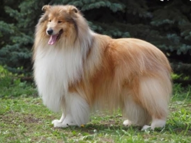 Rough Collie