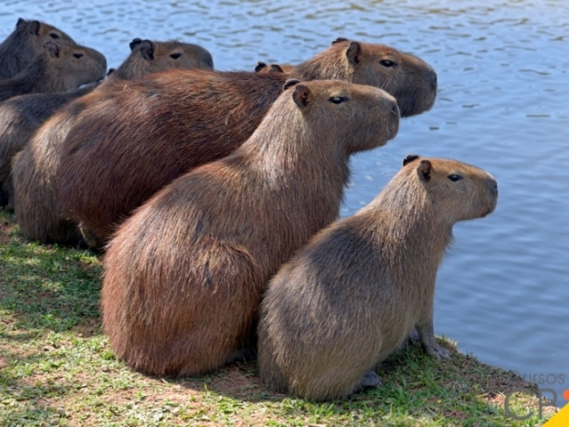 Capivara