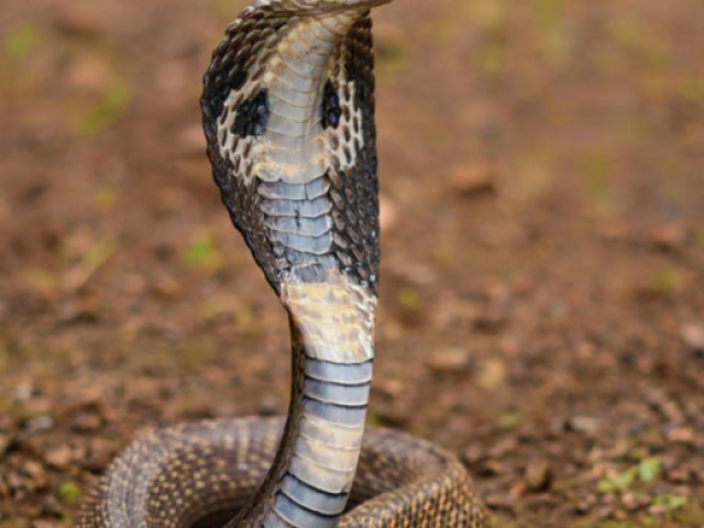 Cobra