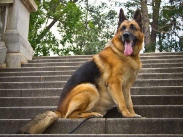 Qual cão é ideal para você?