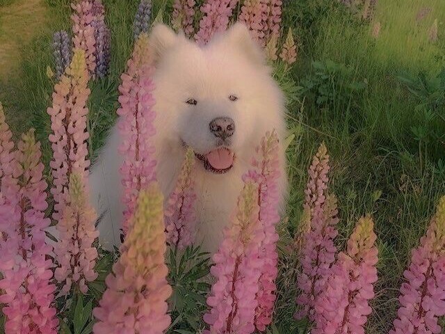 (´∩。• ᵕ •。∩`)
