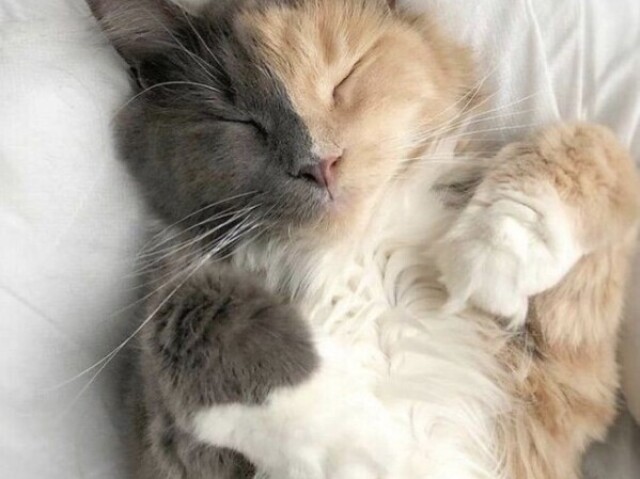 (´∩。• ᵕ •。∩`)