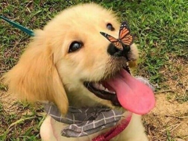 (´∩。• ᵕ •。∩`)