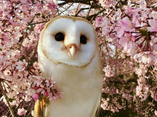 (´∩。• ᵕ •。∩`)