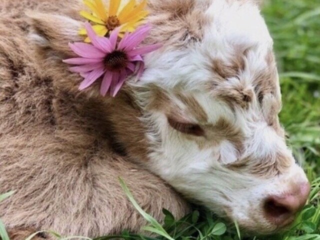 (´∩。• ᵕ •。∩`)