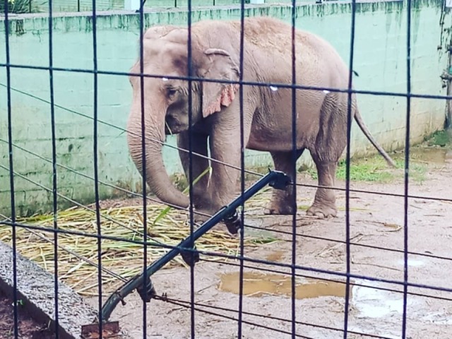 Elefante