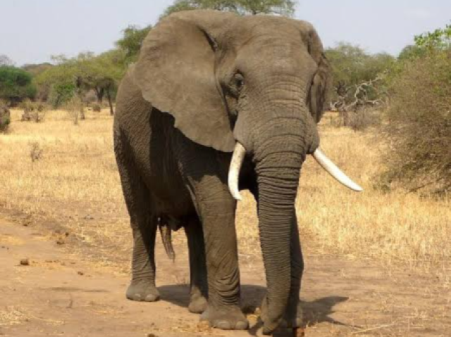ELEFANTE AFRICANO