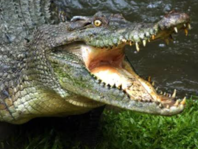 Crocodilo