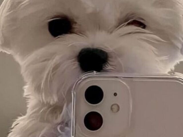 bichon frisé