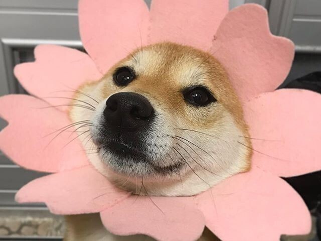 Um shiba💖