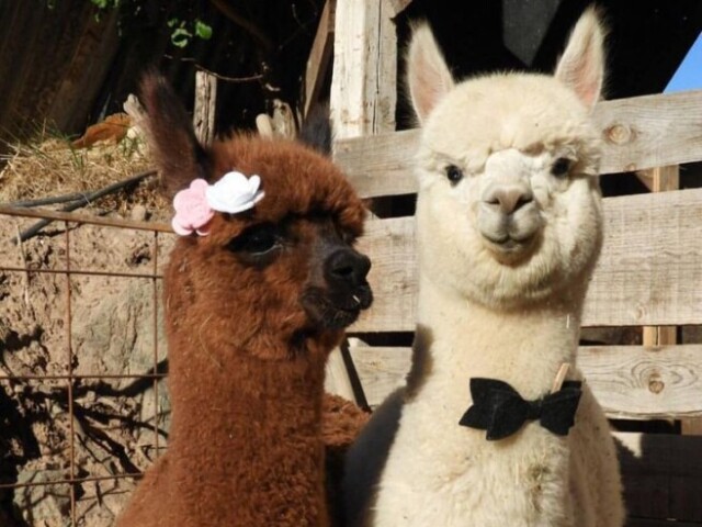 Alpaca