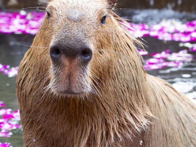 Capivara