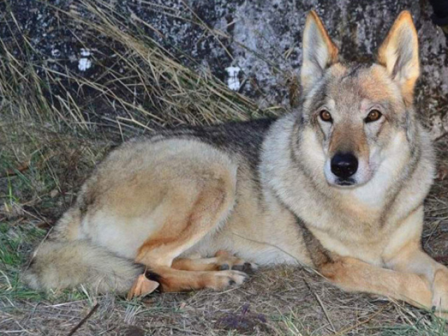 O lobo preguiçoso, aquele que espera a comida chegar.