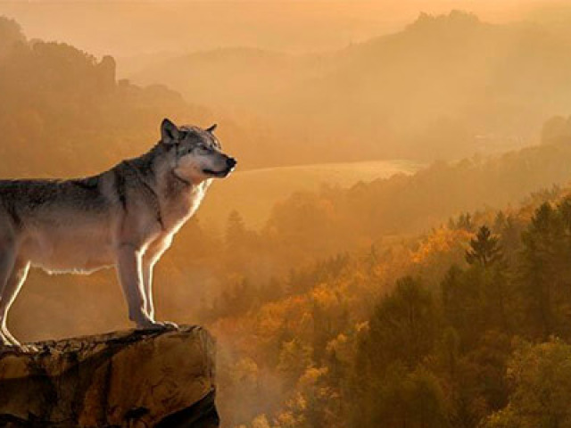 O lobo alfa, que manda em todos e em tudo