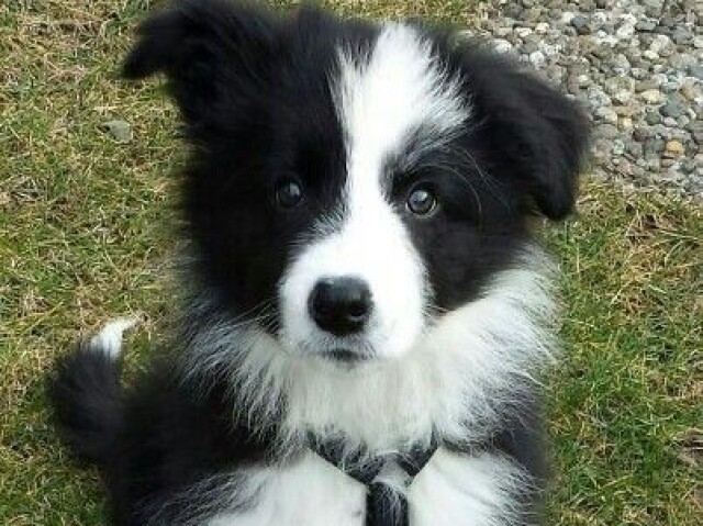 Border collie