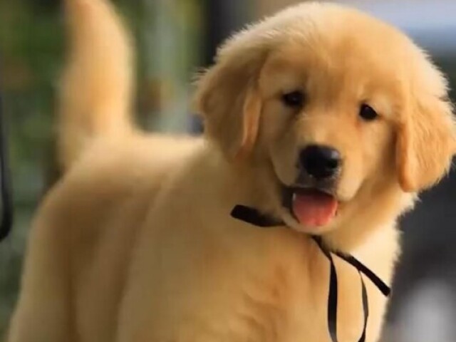 Golden retriver