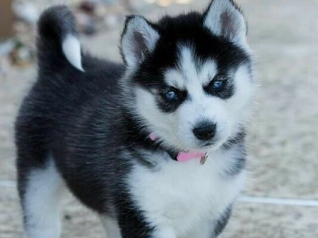 Husky siberiano